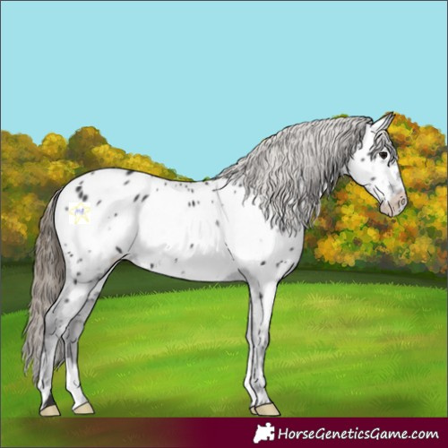 Horse Color:Smoky Black Frame Appaloosa 