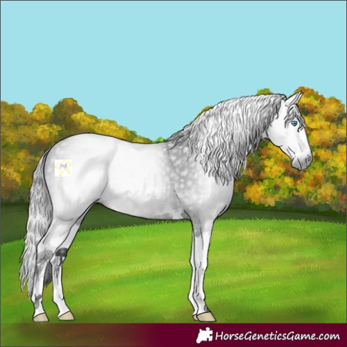 Horse Color:Gray Smoky Black Splash 