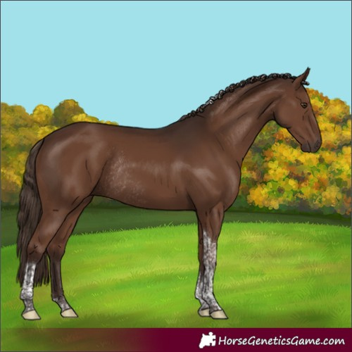 Horse Color:Liver Chestnut Tobiano Rabicano