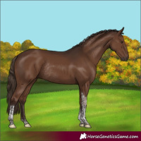 Horse Color:Liver Chestnut Tobiano Rabicano