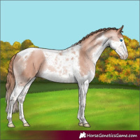 Horse Color:Gold Champagne Splash Tobiano Rabicano