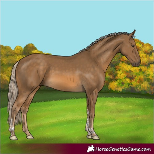 Horse Color:Chocolate Palomino Tobiano Rabicano