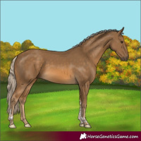 Horse Color:Chocolate Palomino Tobiano Rabicano