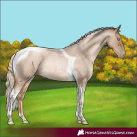 Horse Color:Chocolate Palomino Roan Pearl Tobiano Rabicano