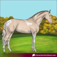 Horse Color:Cremello Tobiano Rabicano 