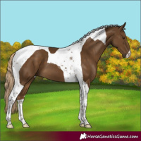Horse Color:Chocolate Palomino Tobiano 