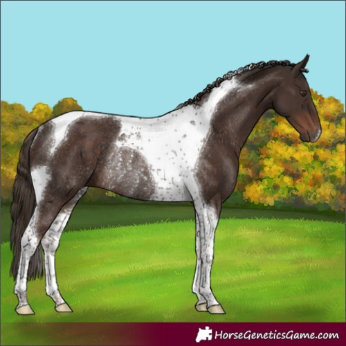 Horse Color:Liver Chestnut Tobiano Rabicano