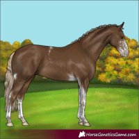 Horse Color:Chocolate Palomino Sabino Tobiano