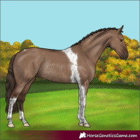 Horse Color:Liver Red Dun Tobiano Rabicano