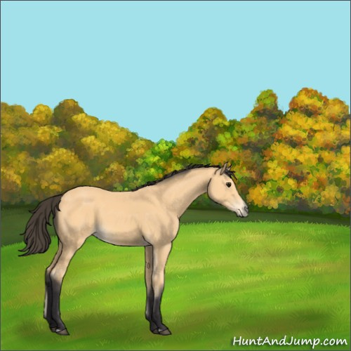 Horse Color:Buckskin