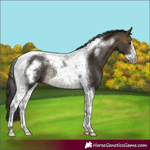 Horse Color:Buckskin Tobiano Frame Rabicano