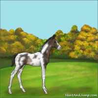 Horse Color:Buckskin Tobiano Frame Rabicano 