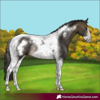 Horse Color:Buckskin Tobiano Frame Rabicano