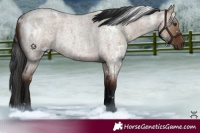 Horse Color:White Spotted Liver Red Dun Roan 