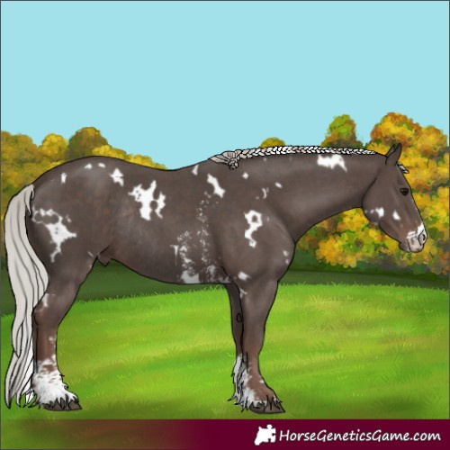 Horse Color:White Spotted Silver Black Sabino Rabicano
