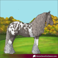 Horse Color:Silver Black Tobiano Appaloosa