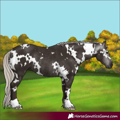 Horse Color:Gray White Spotted Silver Black Rabicano 