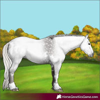 Horse Color:Gray White Spotted Silver Black Rabicano