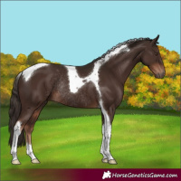 Horse Color:Liver Chestnut Tobiano Rabicano
