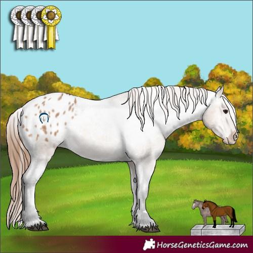 Horse Color:Bay Dun Appaloosa 