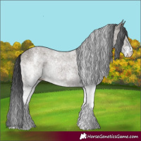 Horse Color:White Spotted Grullo