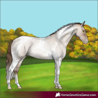 Horse Color:Brown Roan Pearl Dun Tobiano Rabicano 