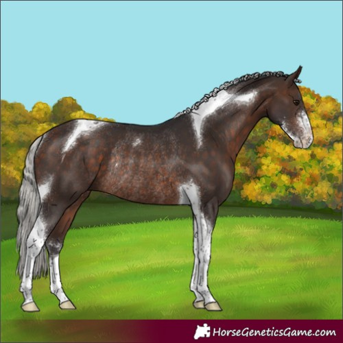 Horse Color:Silver Brown Sabino Tobiano Rabicano