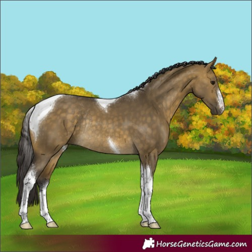 Horse Color:White Spotted Buckskin Dun Tobiano Rabicano