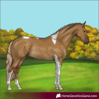 Horse Color:Chocolate Palomino Dun Tobiano Rabicano