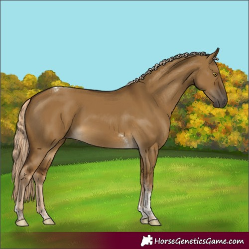 Horse Color:Chocolate Palomino Dun Tobiano Rabicano 