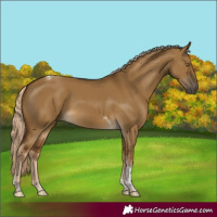 Horse Color:Chocolate Palomino Dun Tobiano Rabicano
