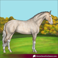 Horse Color:Silver Buckskin Roan Dun Sabino Splash Rabicano 