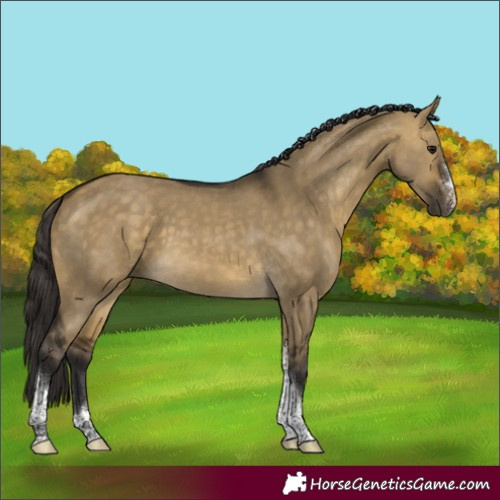 Horse Color:Buckskin Dun Sabino Tobiano Rabicano