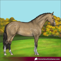 Horse Color:Buckskin Dun Sabino Tobiano Rabicano
