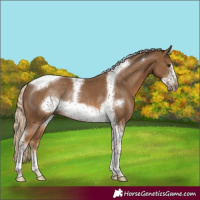 Horse Color:Chocolate Palomino Sabino Tobiano Frame Rabicano 