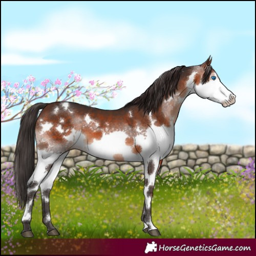 Horse Color:White Spotted Brown Splash 