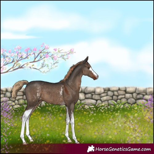 Horse Color:White Spotted Liver Red Dun 