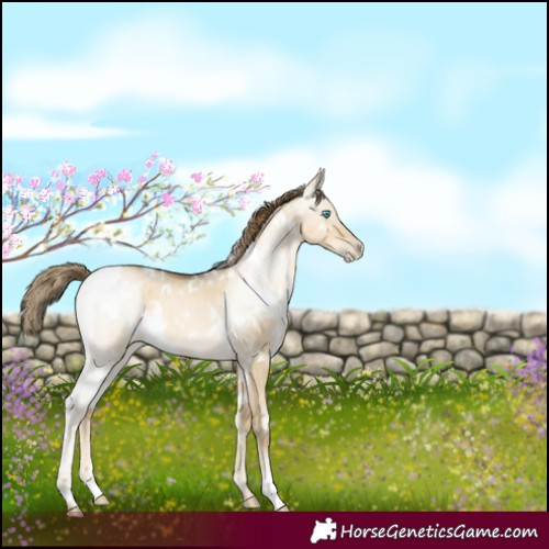 Horse Color:White Spotted Buckskin Pearl Dun Mushroom 