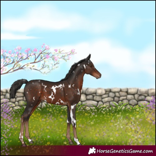 Horse Color:White Spotted Liver Chestnut 