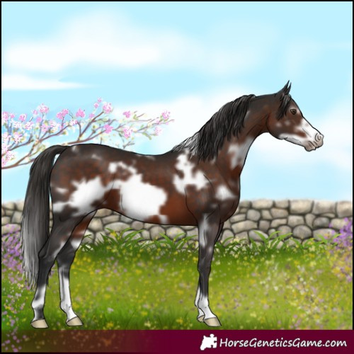 Horse Color:White Spotted Liver Chestnut Frame 