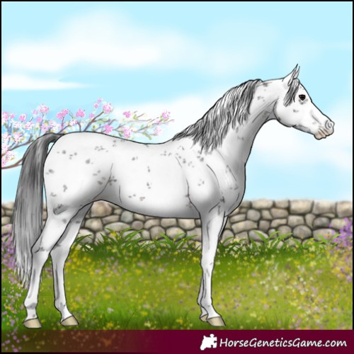 Horse Color:White Spotted Brown Sabino Snowflake Varnish