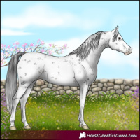 Horse Color:White Spotted Brown Sabino Snowflake Varnish 