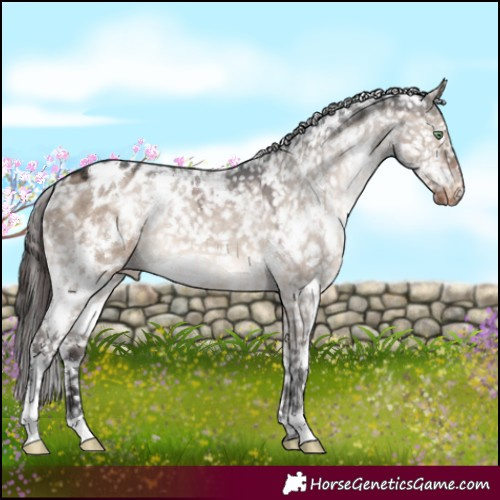 Horse Color:White Spotted Brown Dun Mushroom Appaloosa 