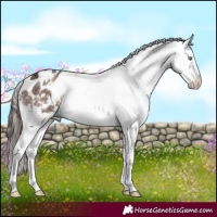 Horse Color:White Spotted Brown Dun Mushroom Appaloosa 