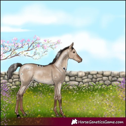 Horse Color:White Spotted Liver Red Dun 