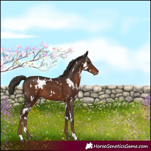 Horse Color:White Spotted Liver Chestnut 