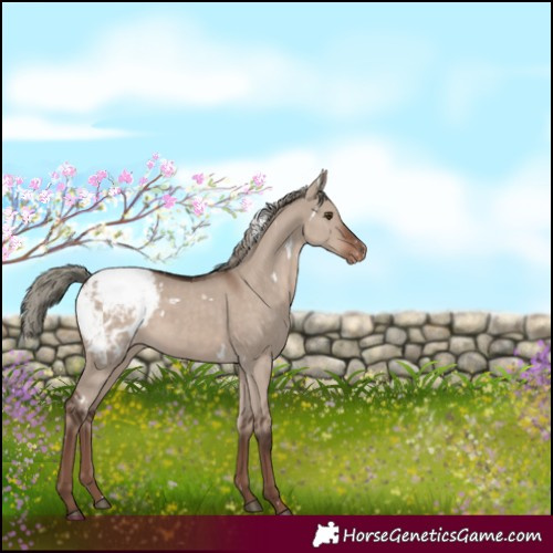 Horse Color:White Spotted Liver Red Dun Mushroom Appaloosa 