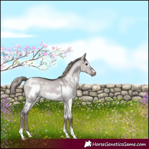Horse Color:Platinum White Spotted Liver Red Dun Frame 