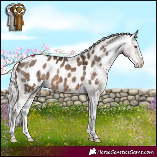 Horse Color:Silver Brown Dun Mushroom Sabino Appaloosa