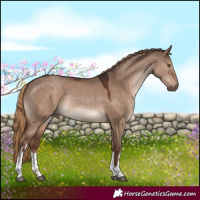 Horse Color:White Spotted Liver Red Dun Rabicano 